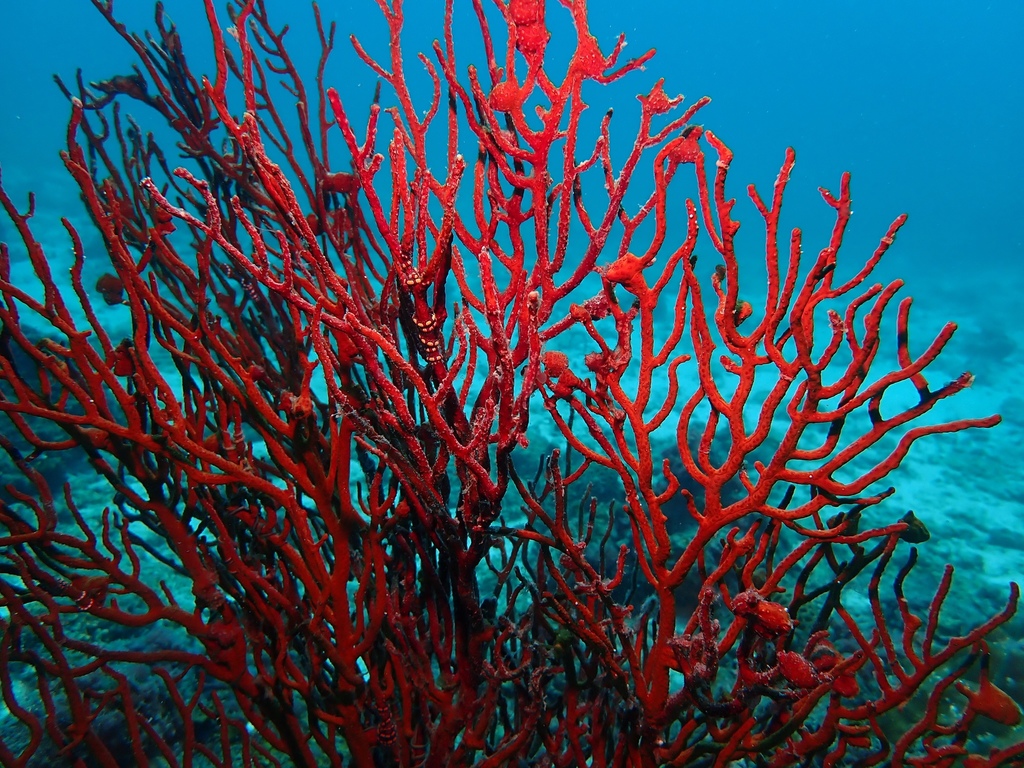 sea fan