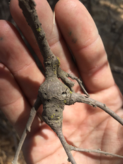 Andricus chrysolepidicola