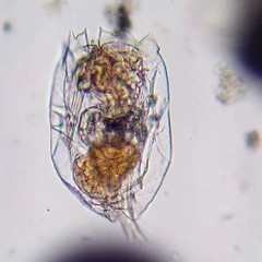 Brachionus plicatilis