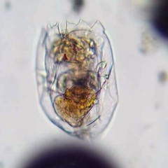 Brachionus plicatilis