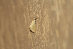 Chrysoecia thoracica
