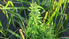 Galium rivale
