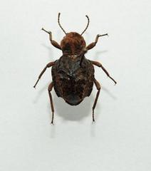Phrynocolus dentatus