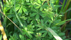 Galium rivale