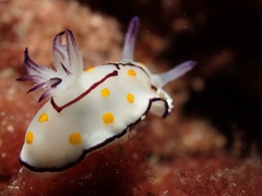 Goniobranchus annulatus