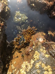 Ahnfeltiopsis linearis