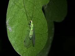 Leucochrysa explorata