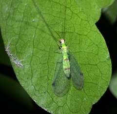 Leucochrysa explorata