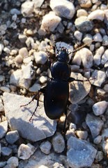 Abax parallelepipedus