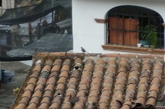 Toxostoma curvirostre