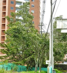 Senna pistaciifolia