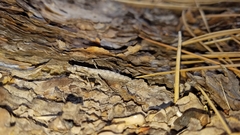 Litaneutria skinneri