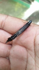 Atractocerus brasiliensis