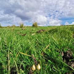 Psilocybe semilanceata
