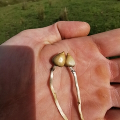 Psilocybe semilanceata