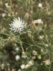 Centaurea diffusa