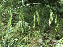 Bromus anomalus