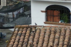 Toxostoma curvirostre