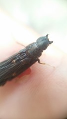 Atractocerus brasiliensis