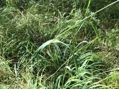 Bromus anomalus
