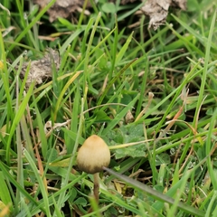 Psilocybe semilanceata