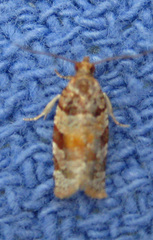 Argyrotaenia kimballi