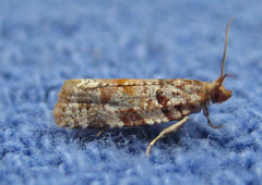 Argyrotaenia kimballi