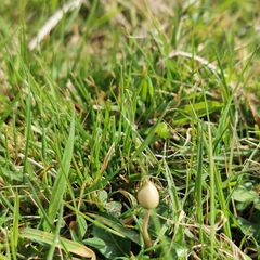 Psilocybe semilanceata
