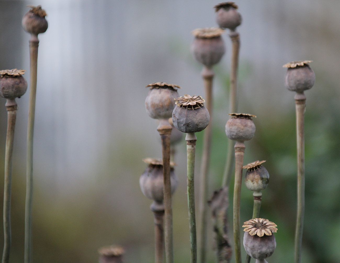 heroin poppy plant