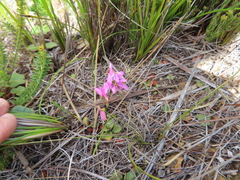 Disa obliqua clavigera
