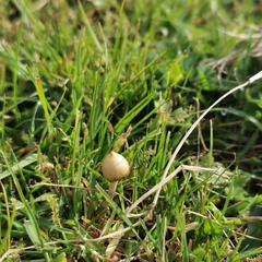 Psilocybe semilanceata