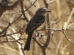 Serpophaga griseicapilla