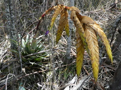 Tillandsia lajensis
