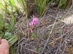 Disa obliqua clavigera