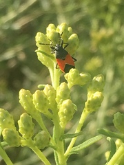 Melanopleurus belfragei