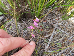 Disa obliqua clavigera