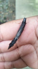 Atractocerus brasiliensis
