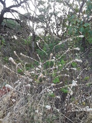 Cabobanthus polysphaerus