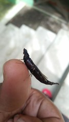 Atractocerus brasiliensis