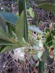 Eugenia involucrata