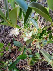 Eugenia involucrata
