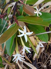 Hancornia speciosa