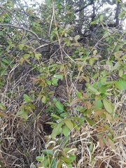 Hancornia speciosa