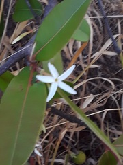 Hancornia speciosa