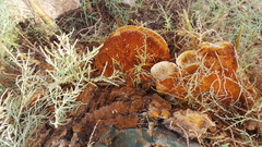 Inocutis tamaricis