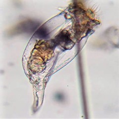 Brachionus plicatilis