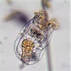 Brachionus plicatilis