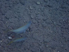 Pseudocaranx dentex