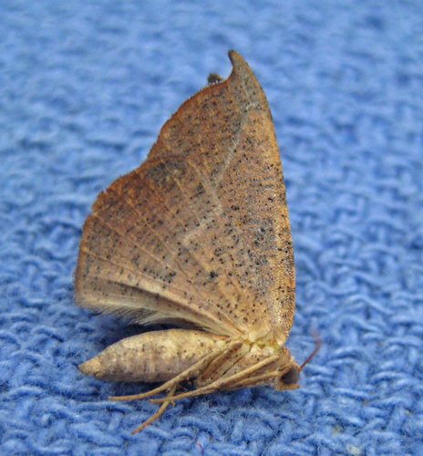 Juniper Geometer Moth