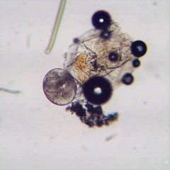 Brachionus plicatilis